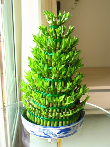 家居风水如何摆放植物